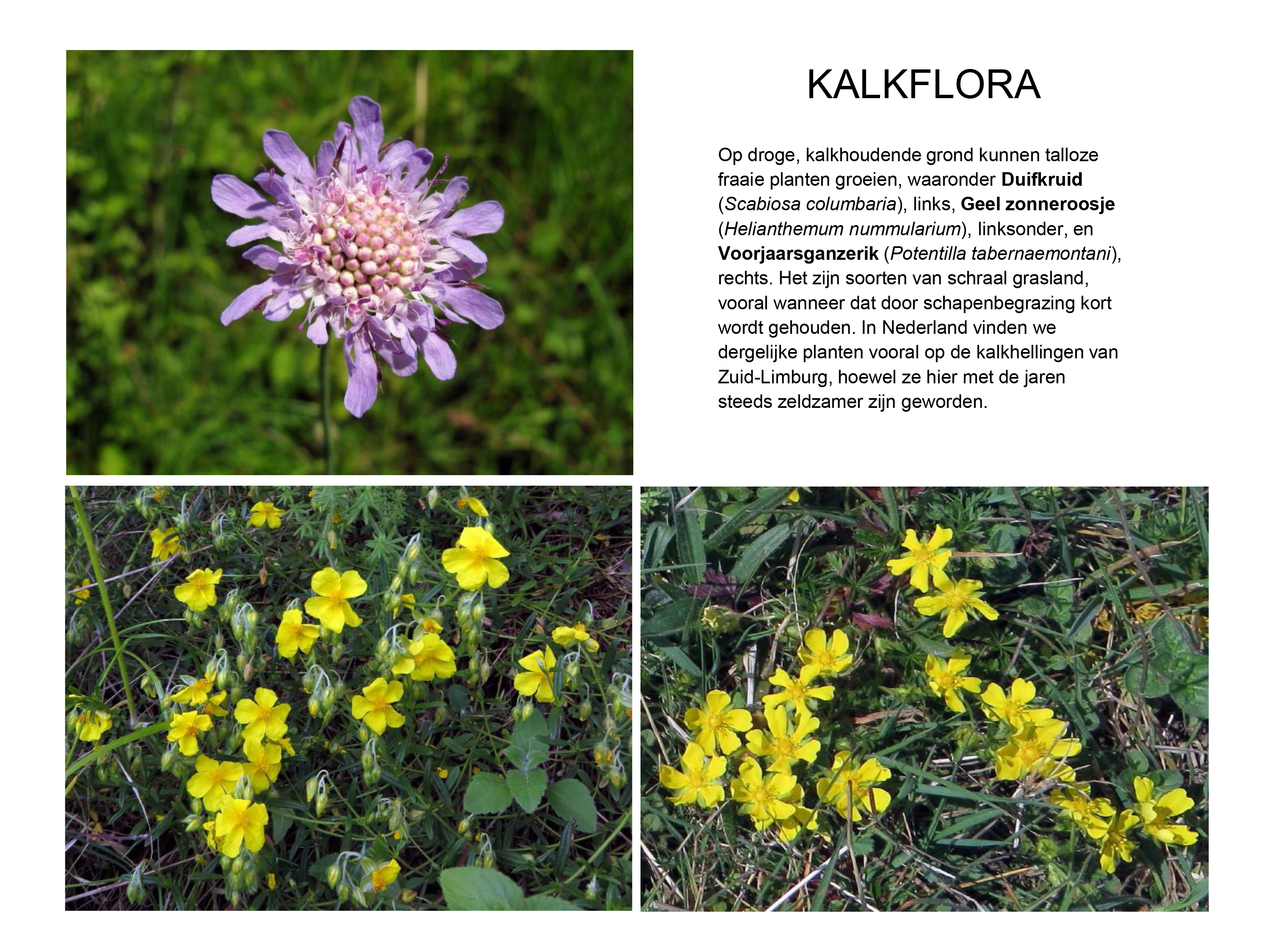 kalkflora 1