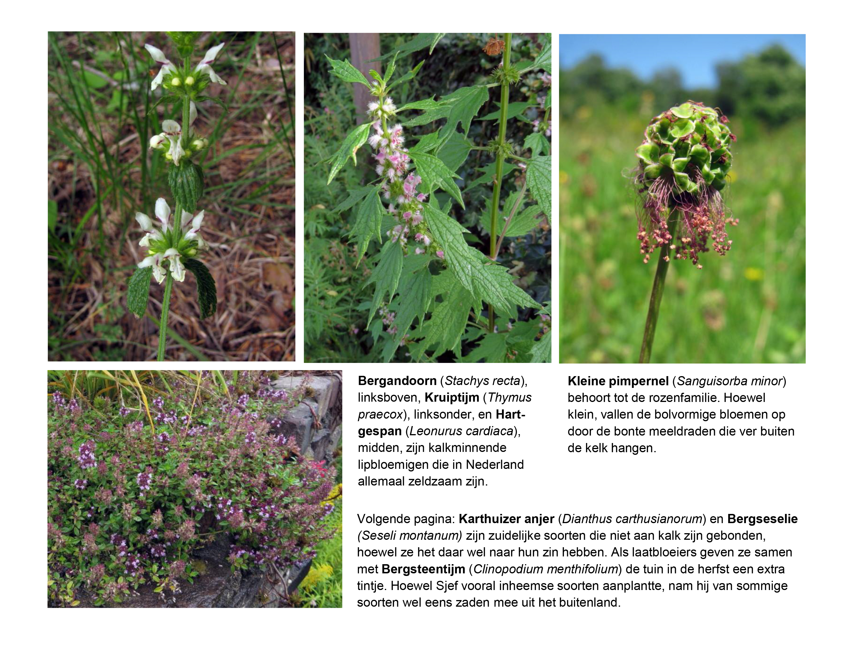 kalkflora 3