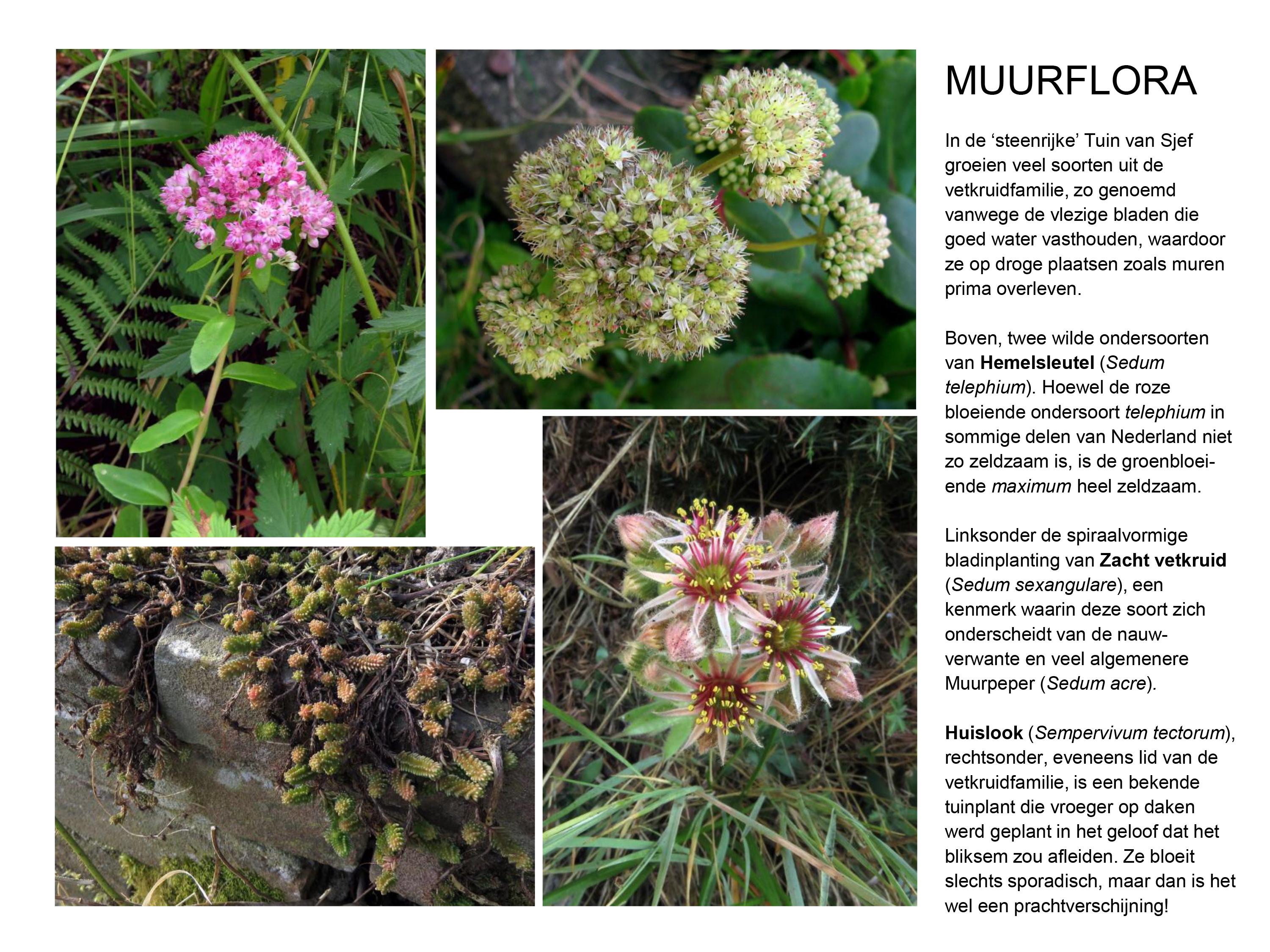 muurflora 1