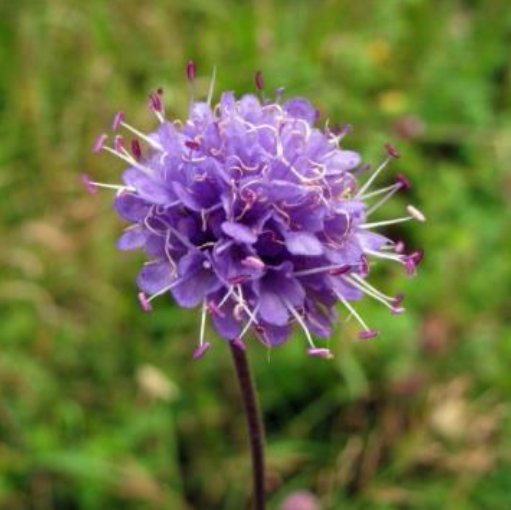 Blauwe knoop
