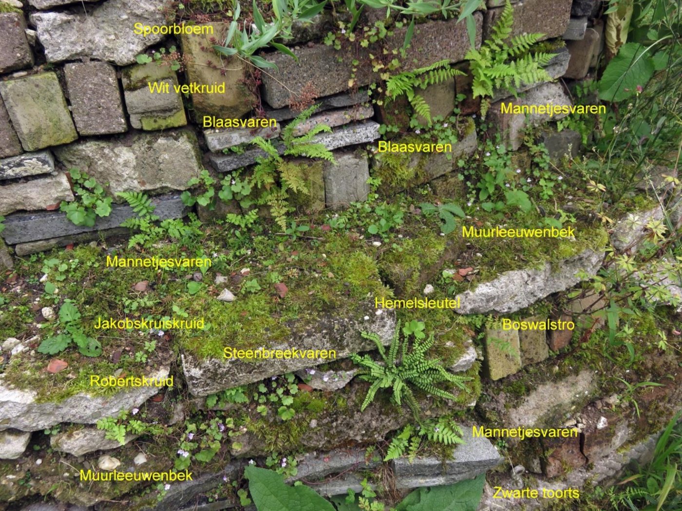 Begroeid stapelelement met de namen van de planten: Spoorbloem, Wit vetkruid, Blaasvaren, Mannetjesvaren, Muurleeuwenbek, Hemelsleutel, Boswalstro, Jakobskruiskruid, Steenbreekvaren, Robertskruid en Zwarte toorts
