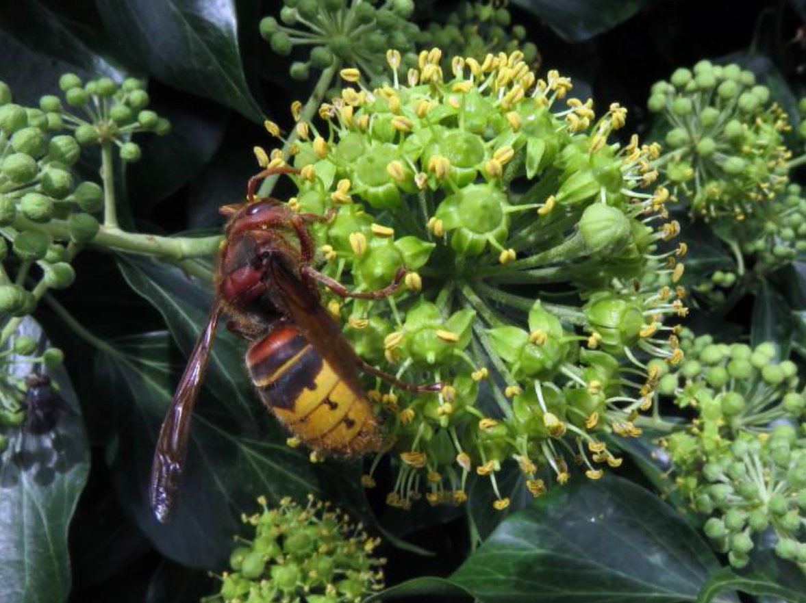Hoornaar op de bloemen van Klimop
