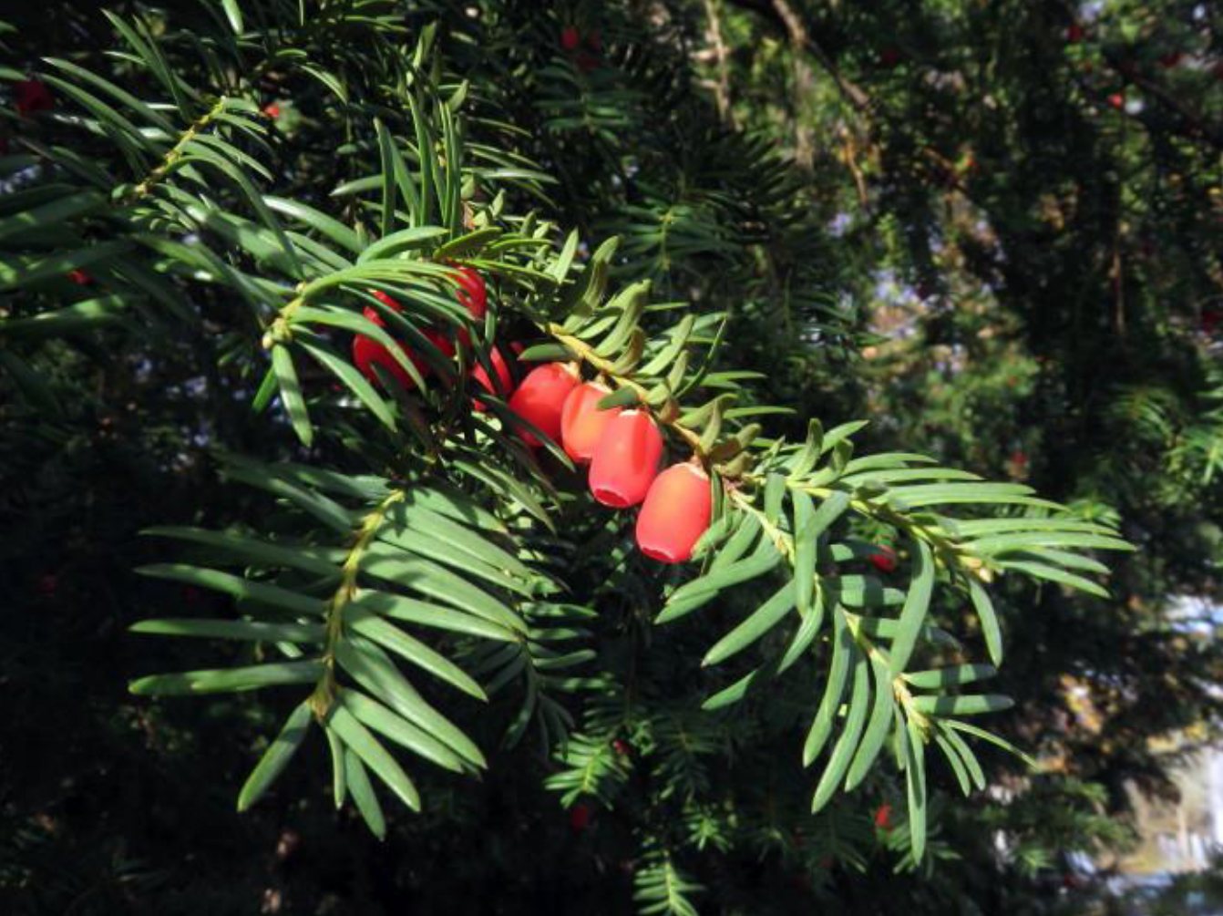 Taxus