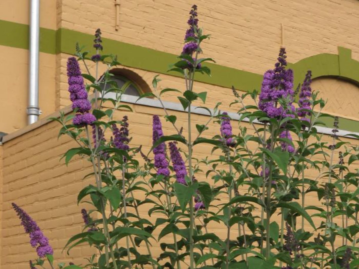Vlinderstruik