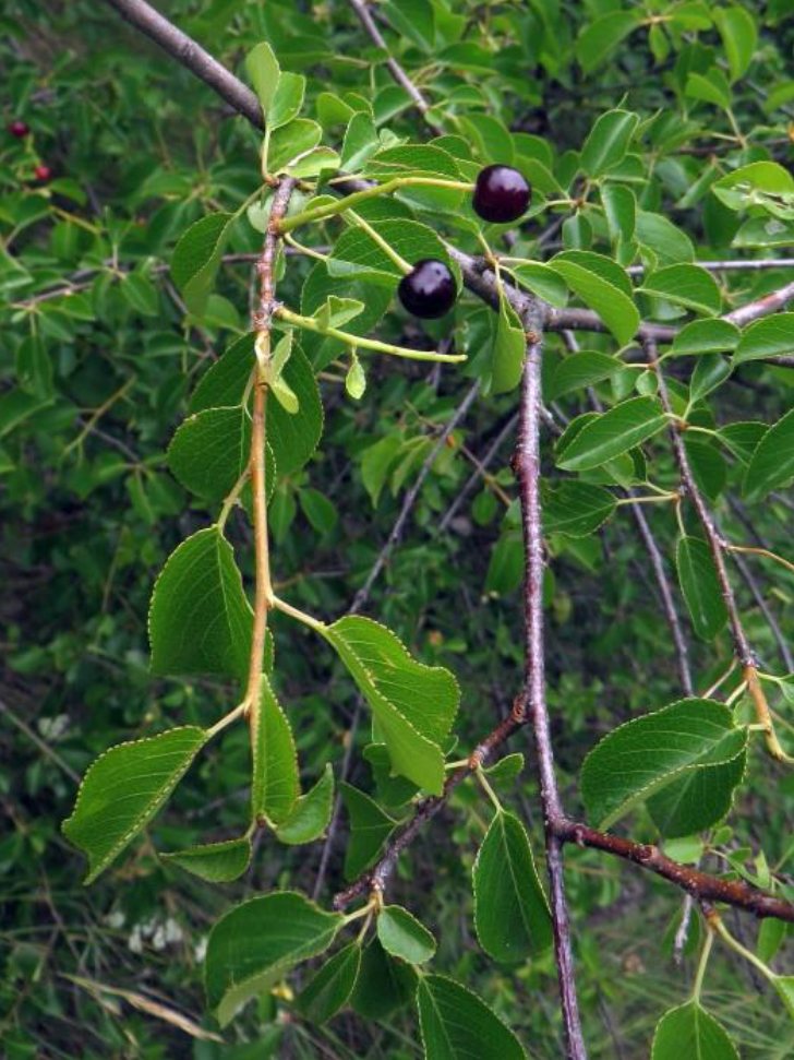 Weichselboom of Rotskers