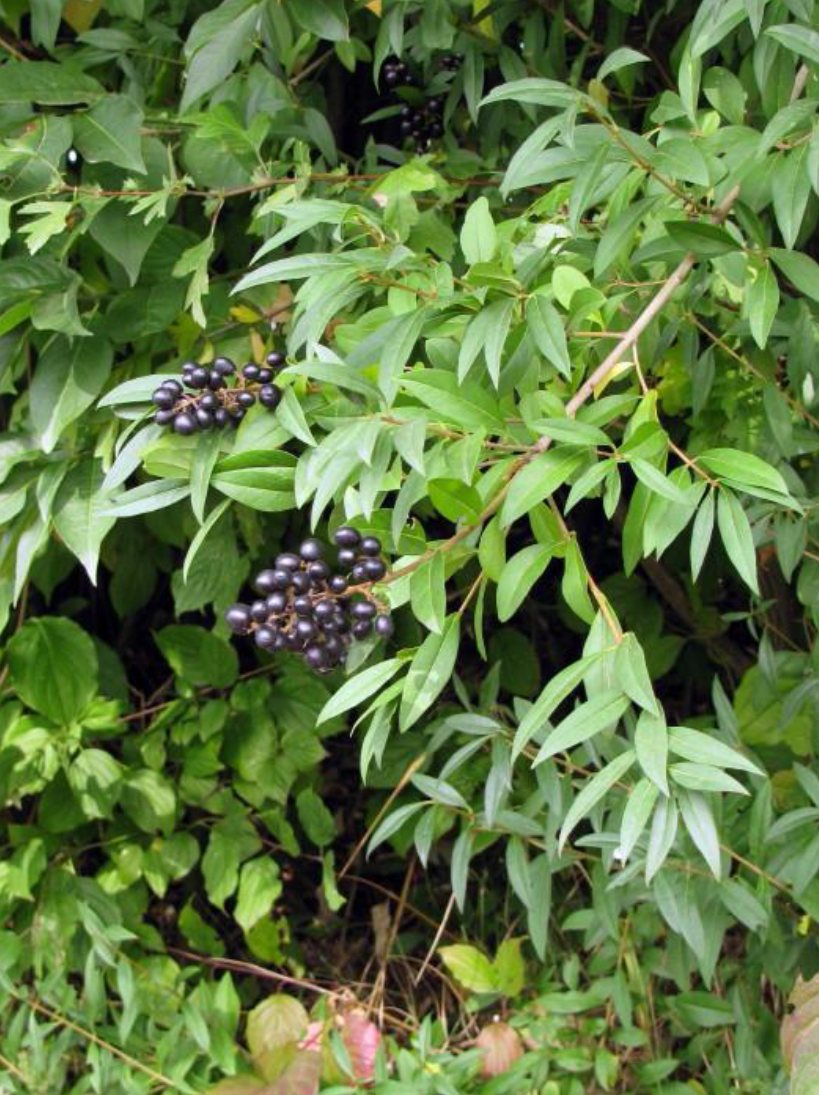 Wilde liguster