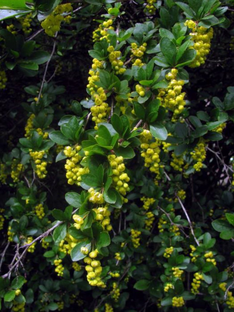 Zuurbes