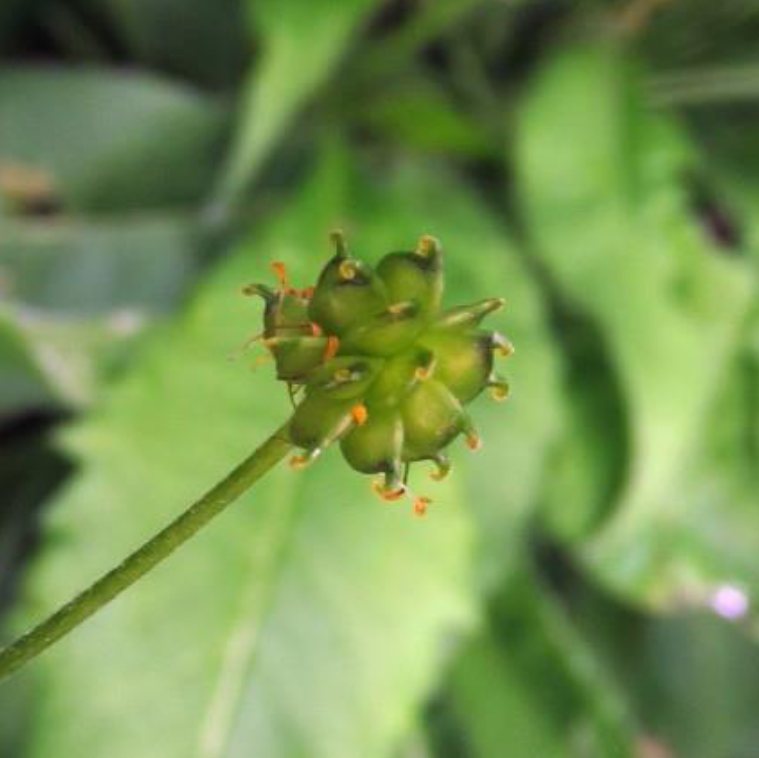 Zaad van Bosboterbloem