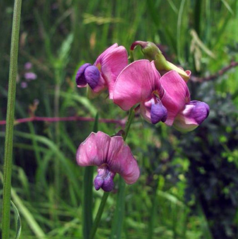 Boslathyrus
