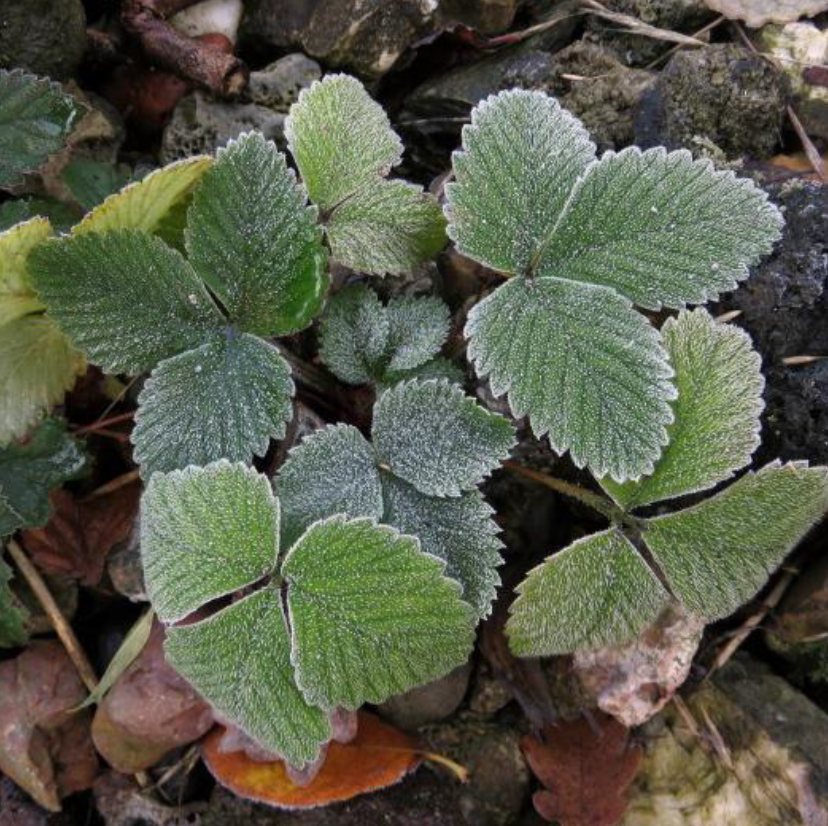 Berijpt blad van Grote bosaardbei