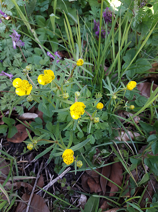 Gulden boterbloem