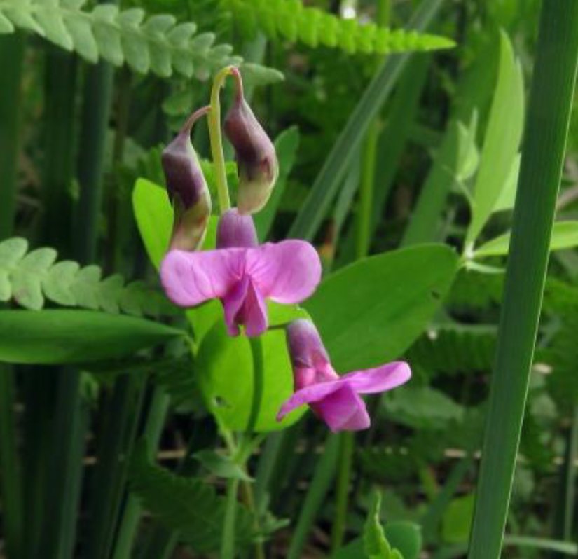 Knollathyrus