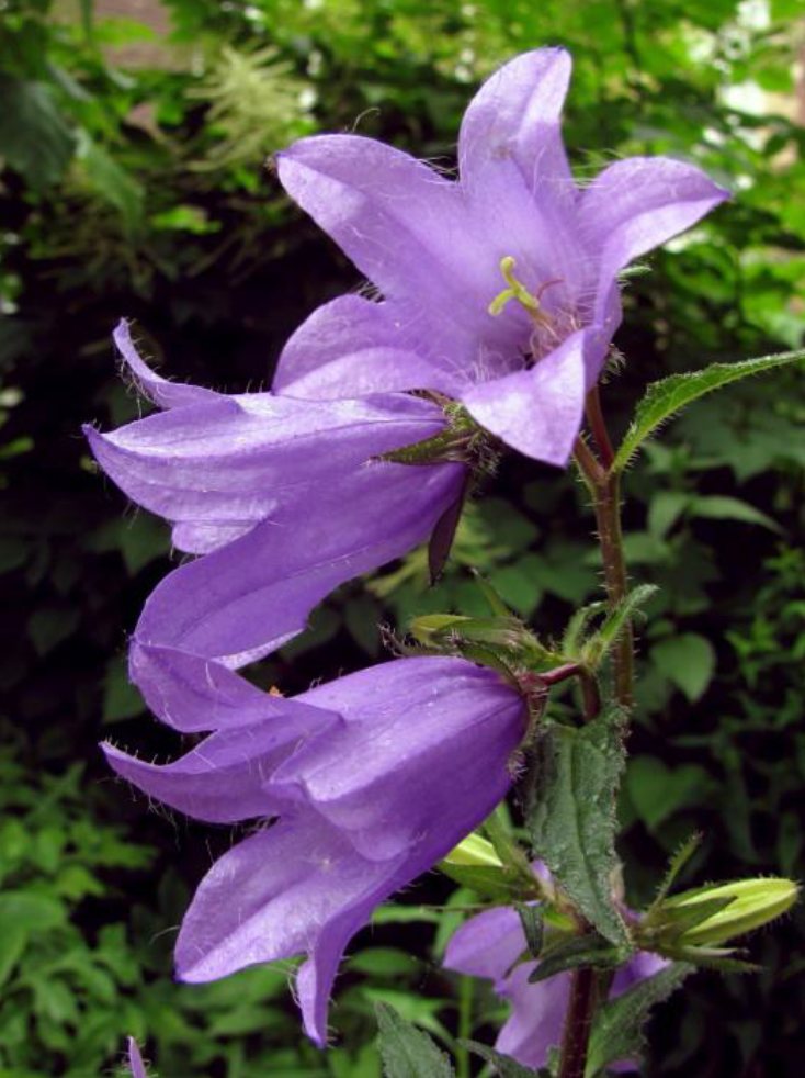 Ruig klokje