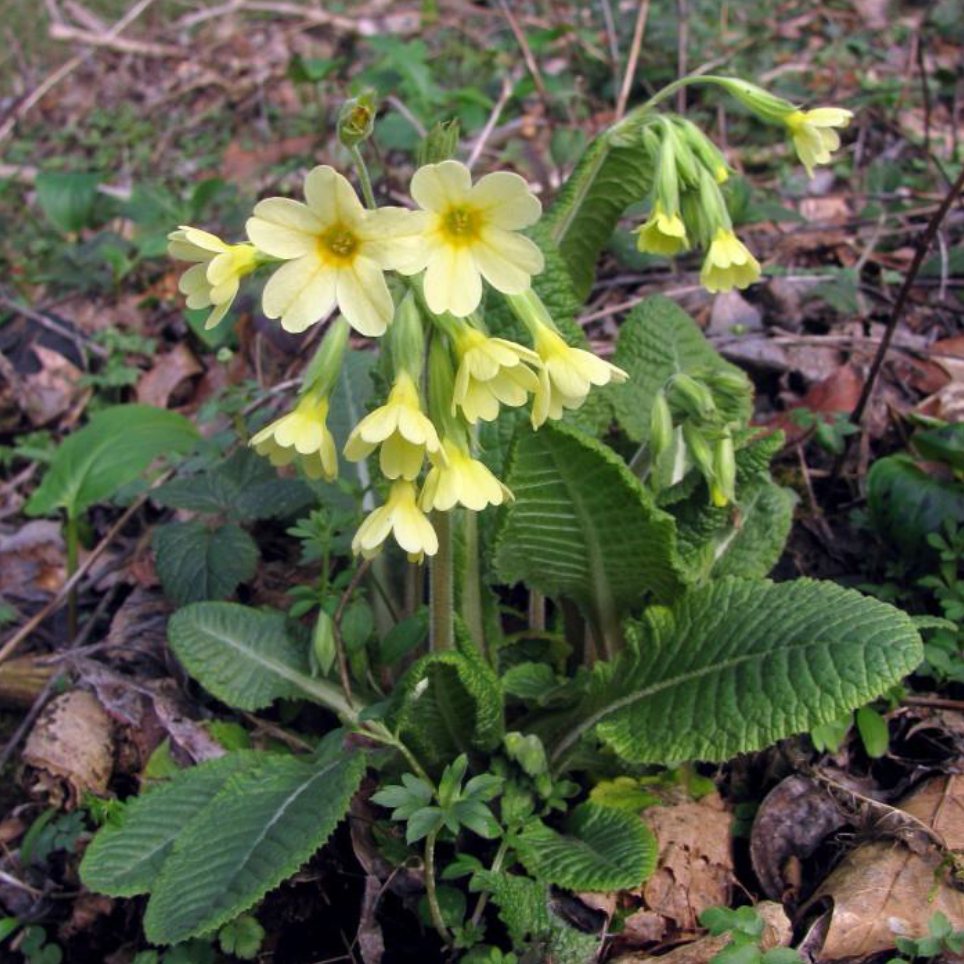 Slanke sleutelbloem