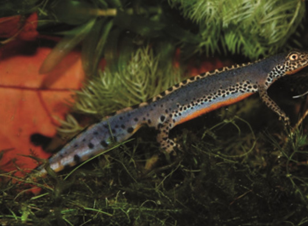 Man van de Alpenwatersalamander