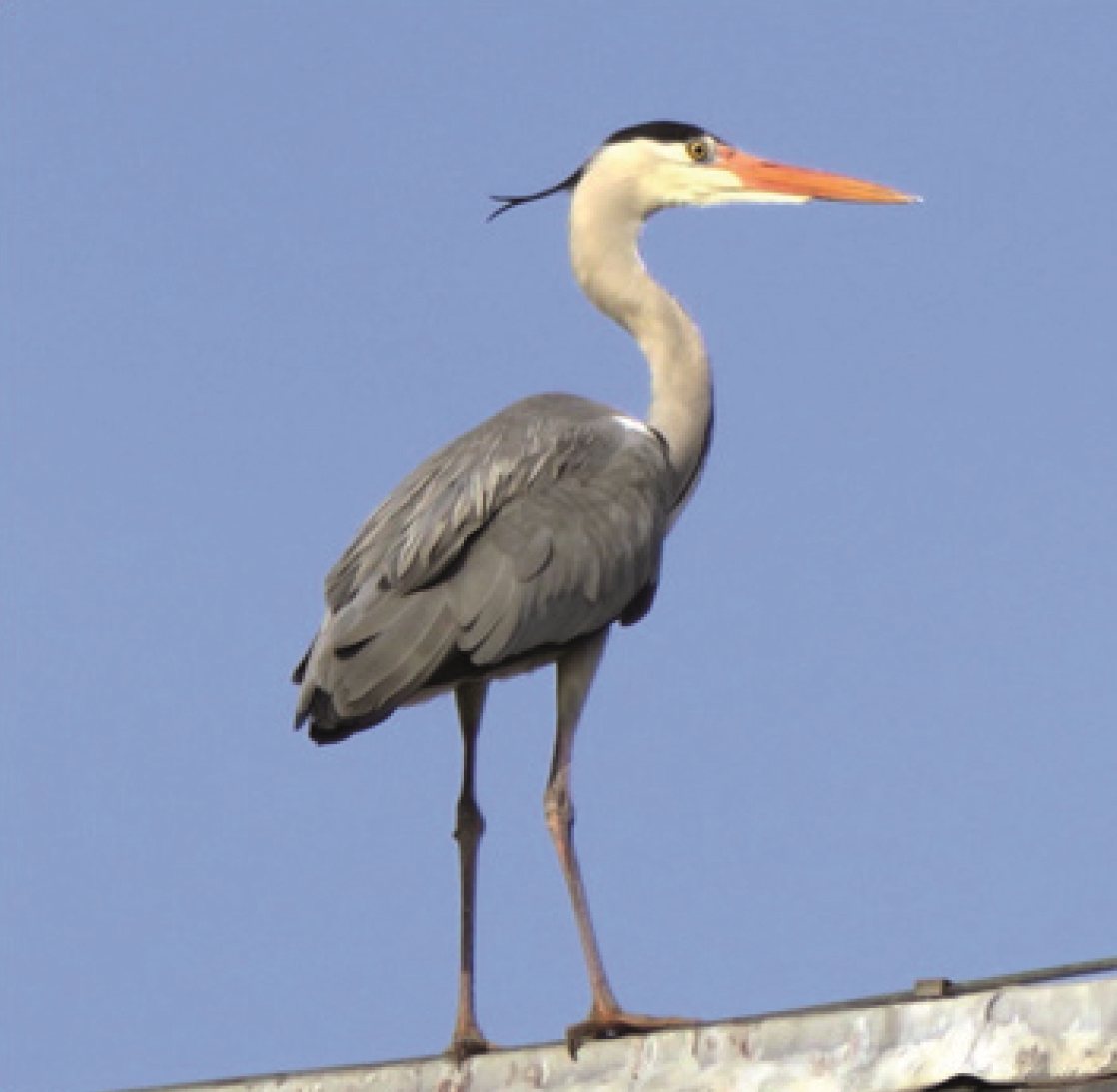 Blauwe reiger op een dak