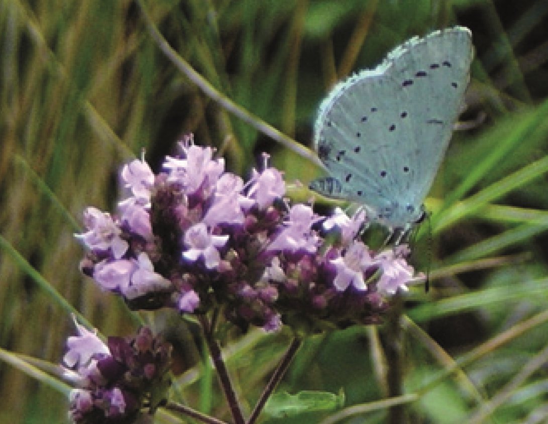 Boomblauwtje op Wilde marjolein