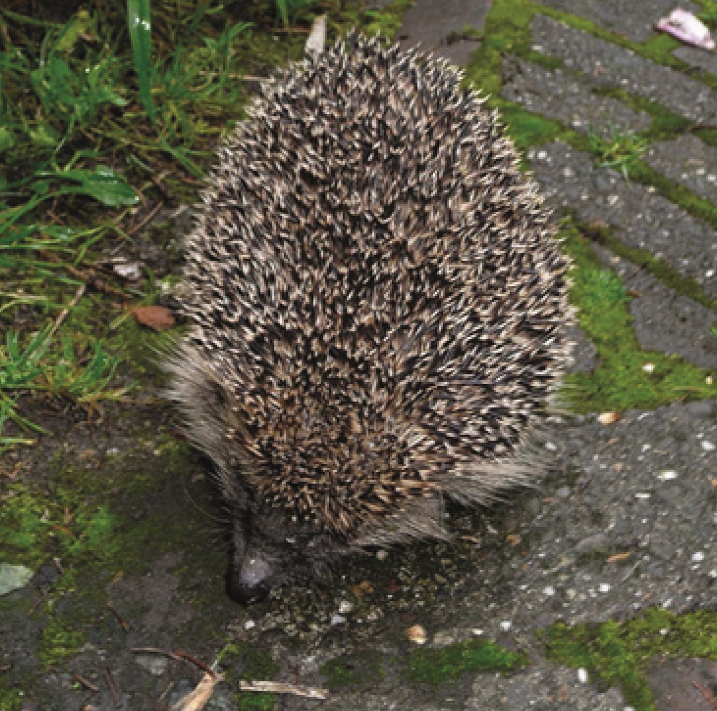 Egel