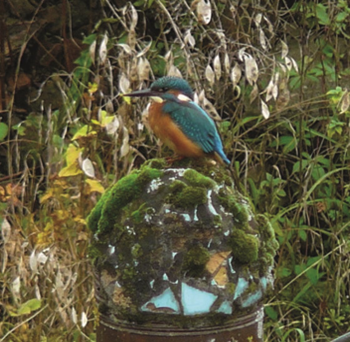 IJsvogel