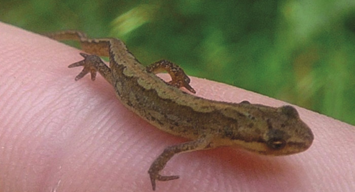 Jonge Kleine watersalamander op een vinger