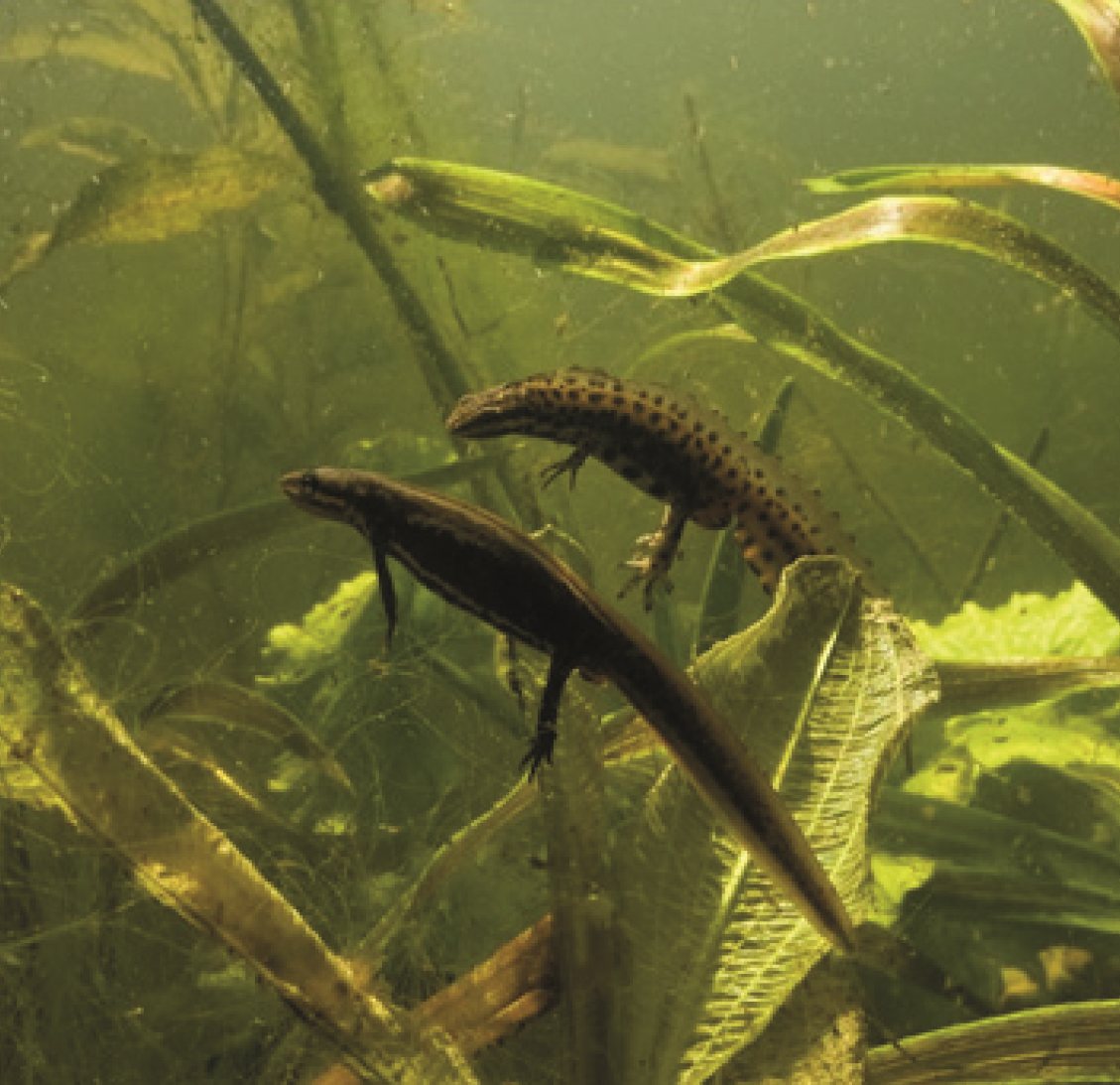 Kleine watersalamanders