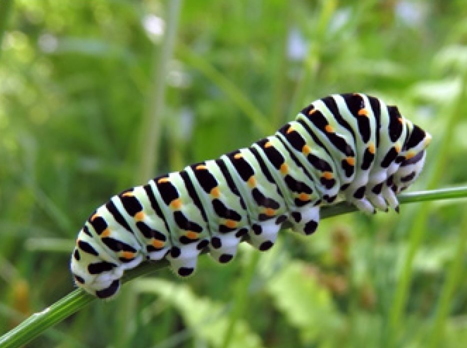 Rups van de Koninginnenpage