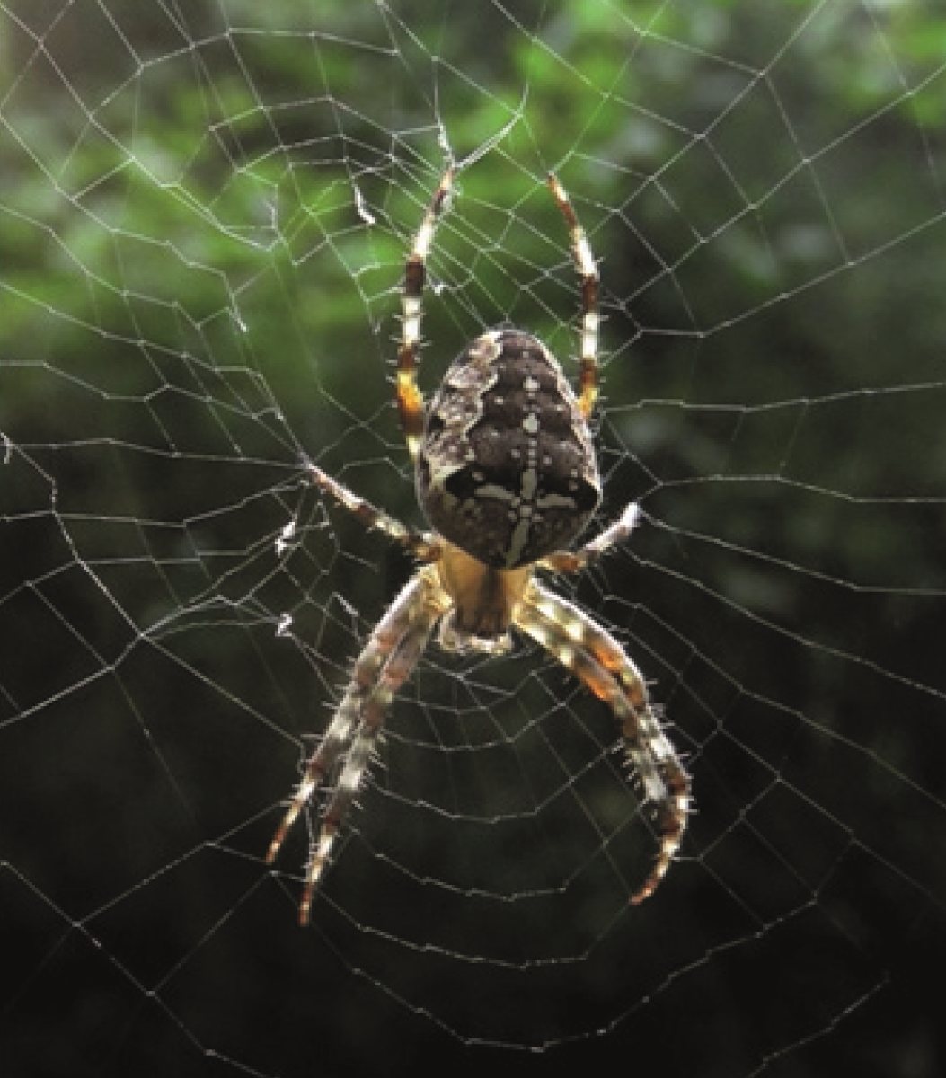 Kruisspin in haar web