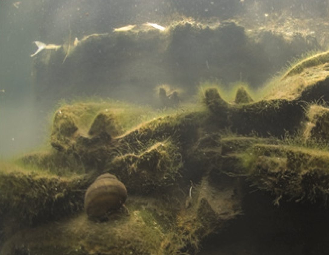 Stompe moerasslak onder water