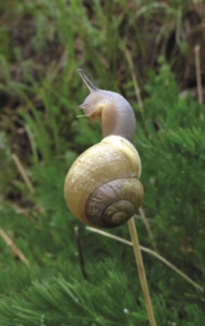 Struikslak op de top van een grasstengel