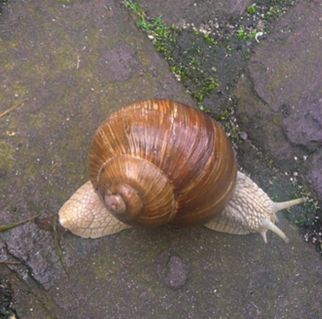 Wijngaardslak