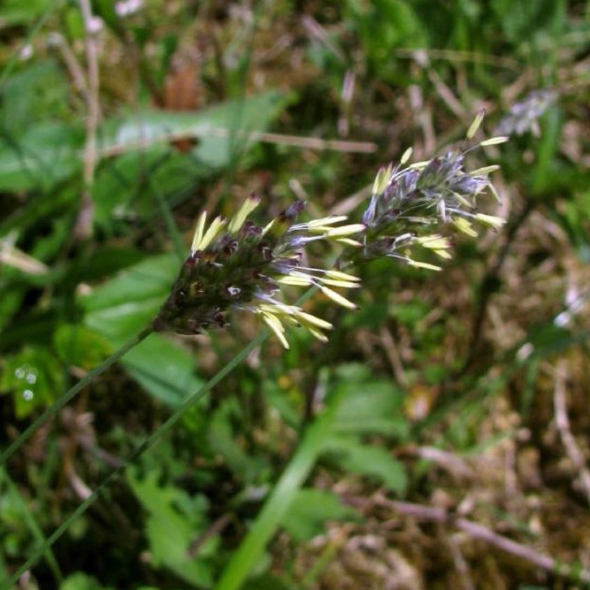 Blauwgras
