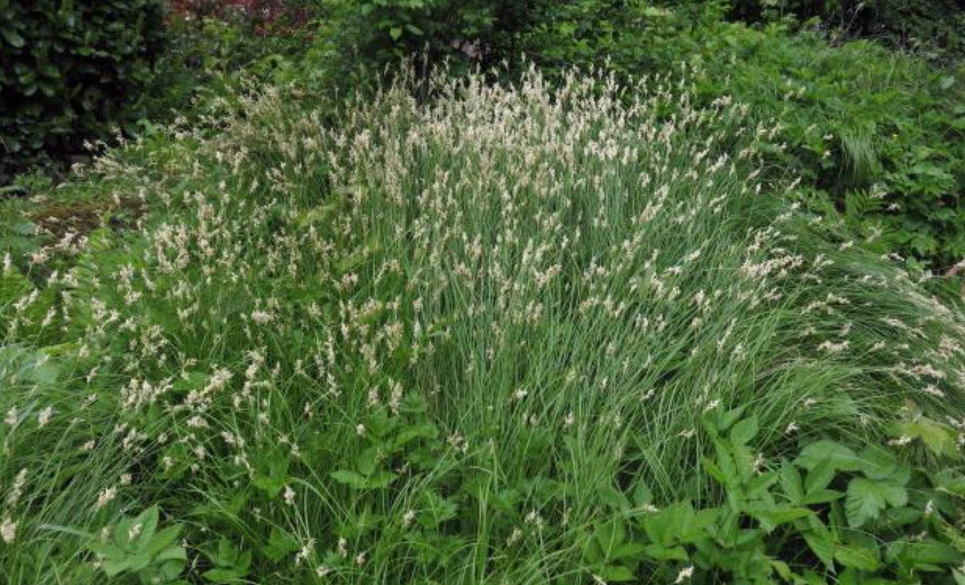 Heuvel begroeid met Trilgraszegge