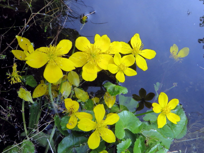 waterplanten