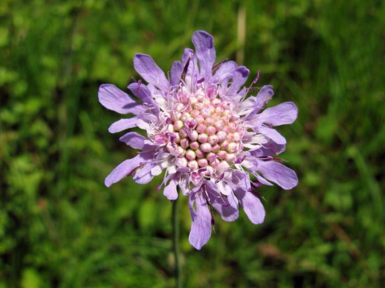 Duifkruid