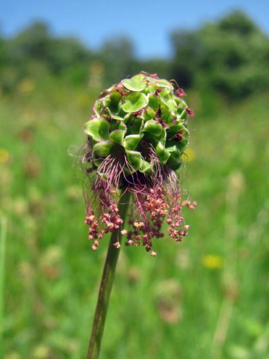 Kleine pimpernel