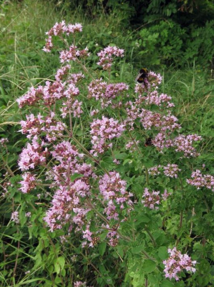 Wilde marjolein