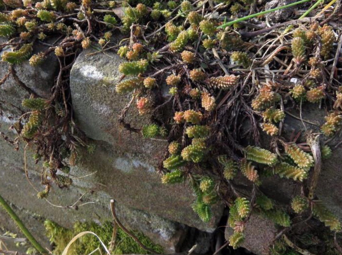 Bladinplanting van Zacht vetkruid
