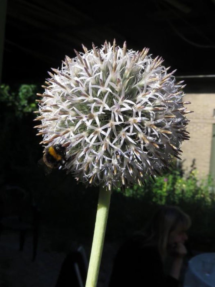 Blauwe kogeldistel