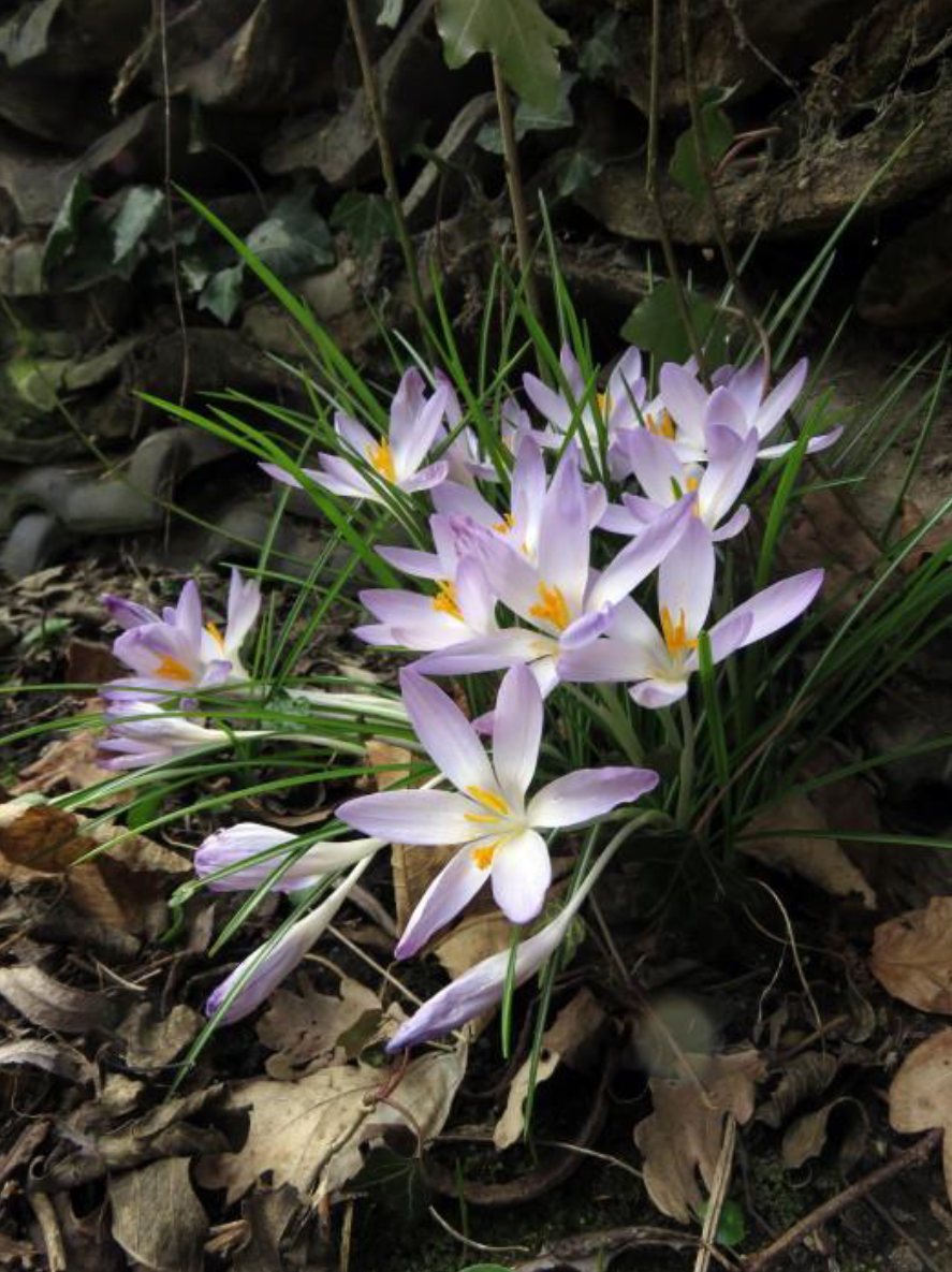 Boerenkrokus