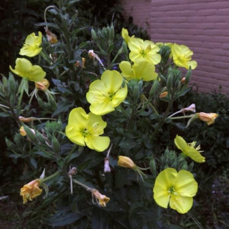Middelste teunisbloem