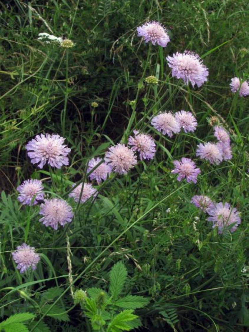 Beemdkroon