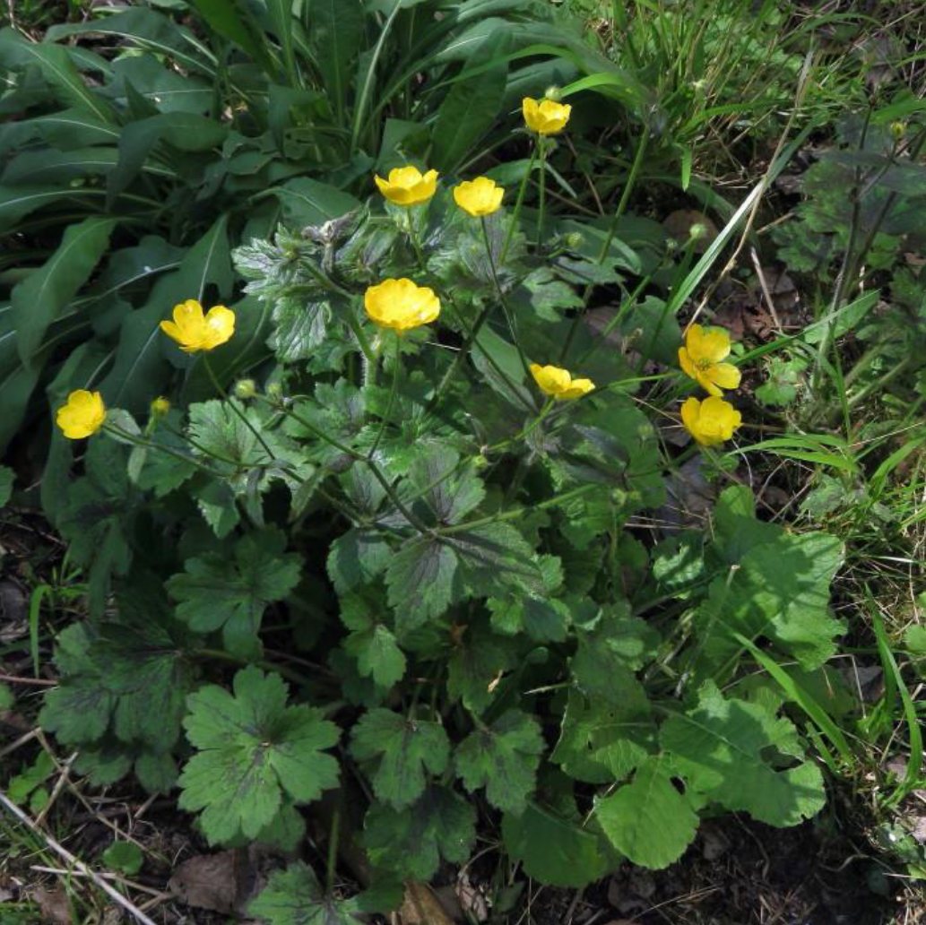 Bosboterbloem