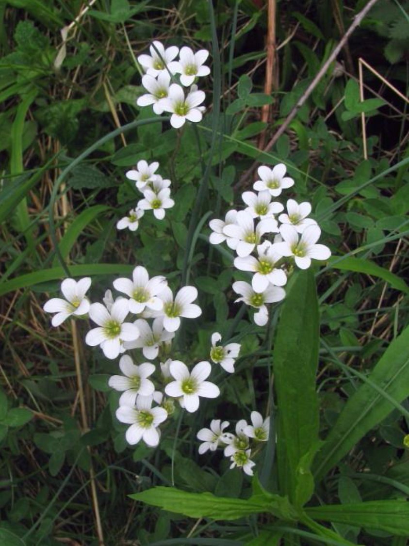Knolsteenbreek