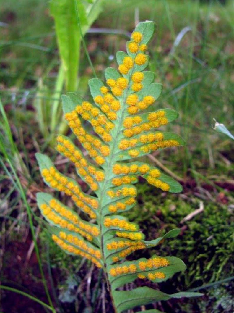 Sporencapsules op de achterkant van het blad van Gewone eikvaren