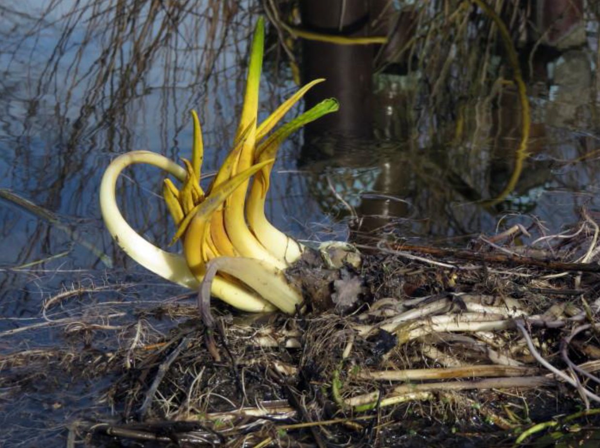 Wortelgestel van Gele plomp