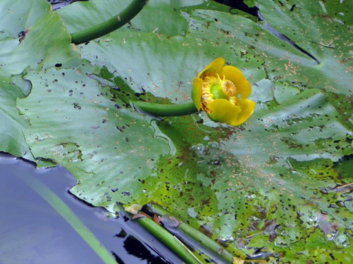 Bloem van Gele plomp