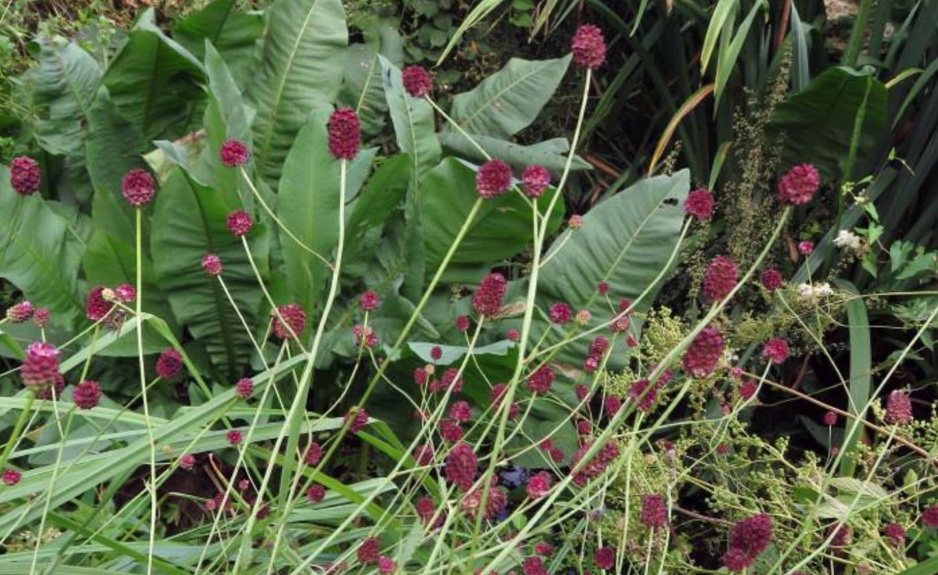 Grote pimpernel