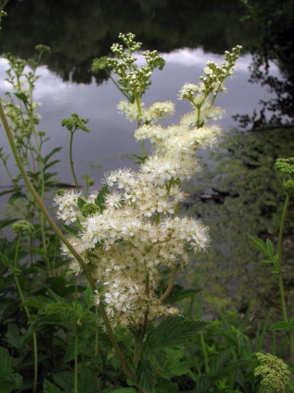 Moerasspirea