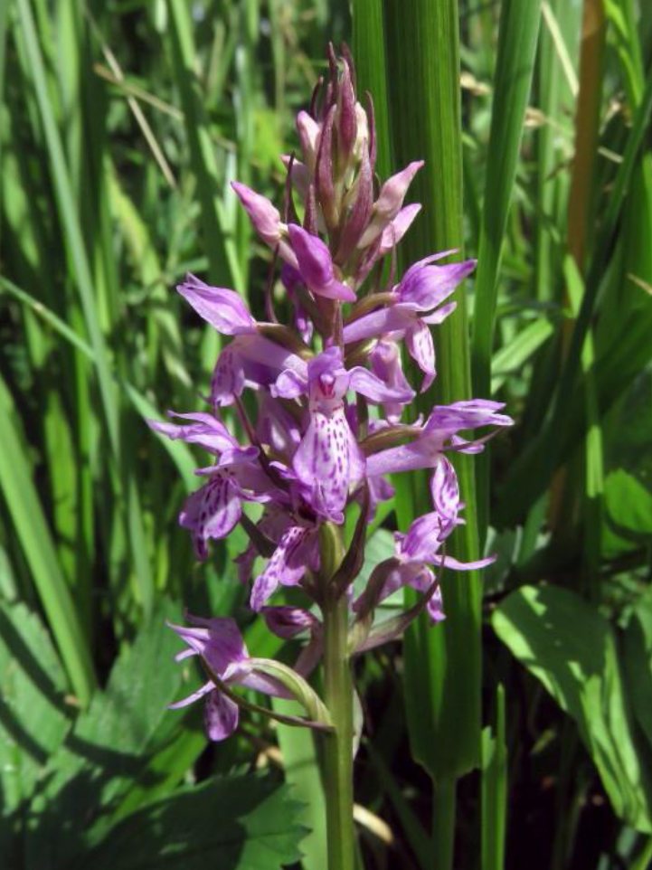 Rietorchis