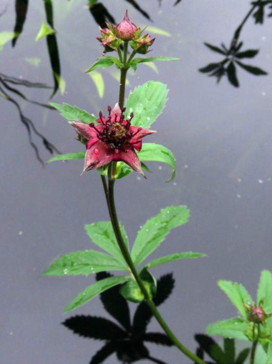 Wateraardbei